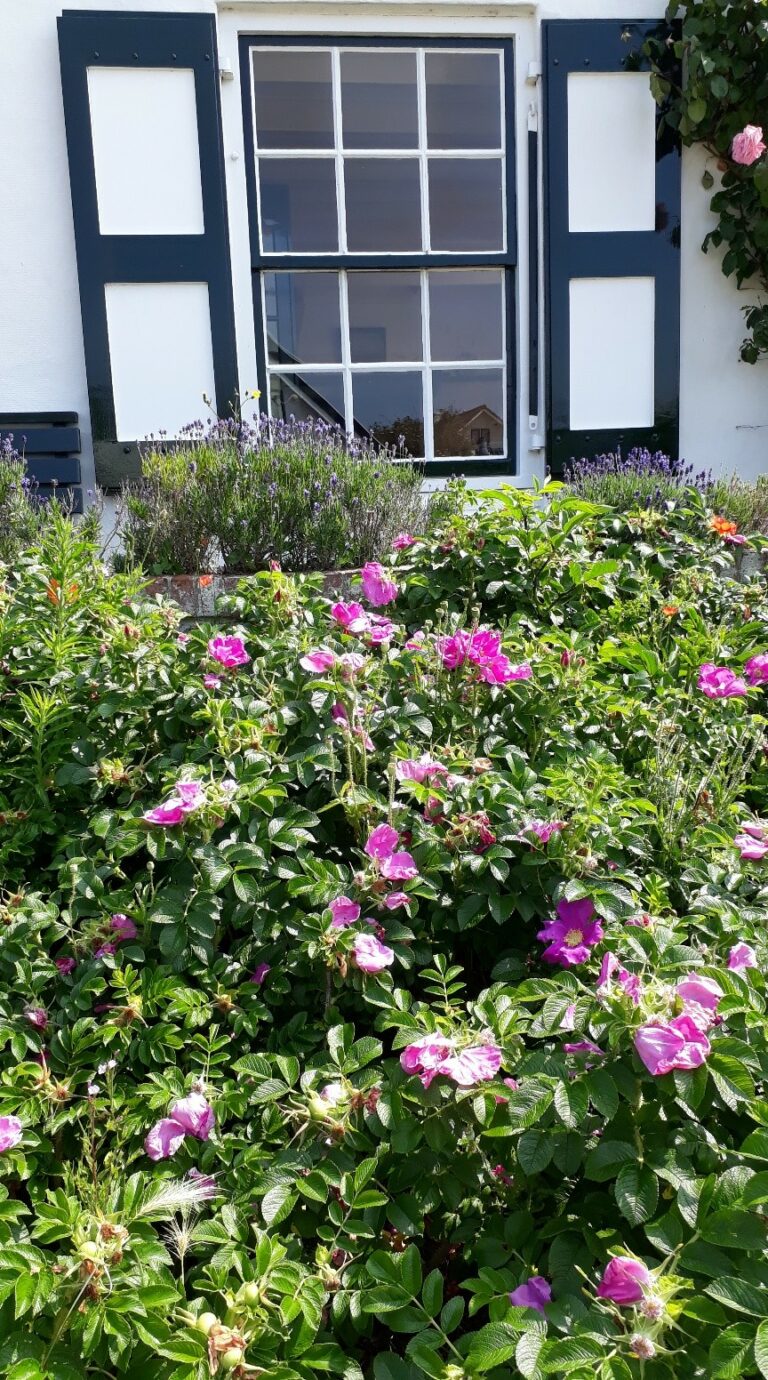 Hier sorgt eine undurchdringliche Hecke von insektenfreundlichen Wildrosen und Lavendel auf der Fensterbank für Farbe und angenehmes Klima und bietet nebenbei einen Lebensraum für Vögel und Insekten