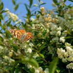 Ligusterhecke mit Blüten und Schmetterling